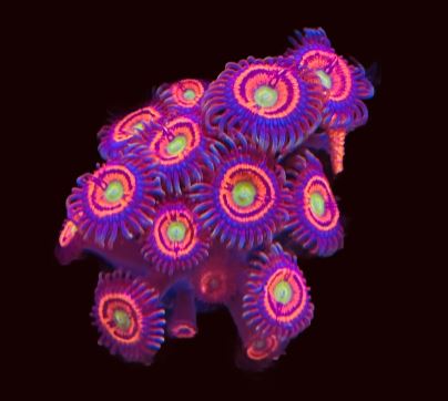 CC Gobstopper Zoa