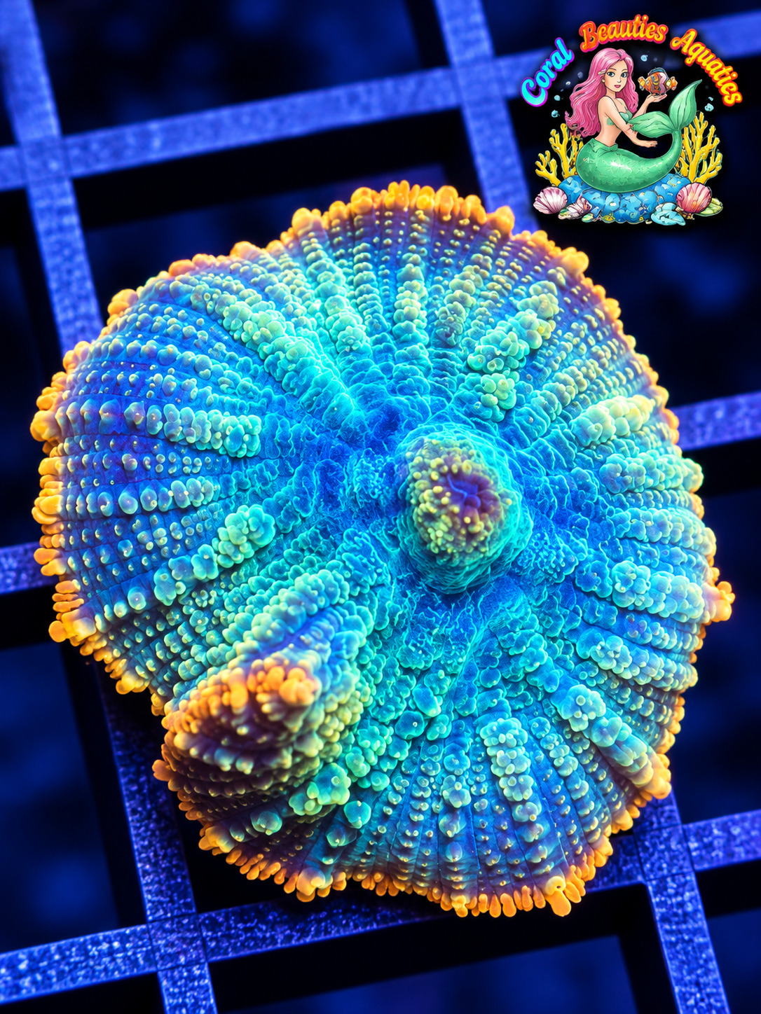 CBA Pac man Mushroom Coral