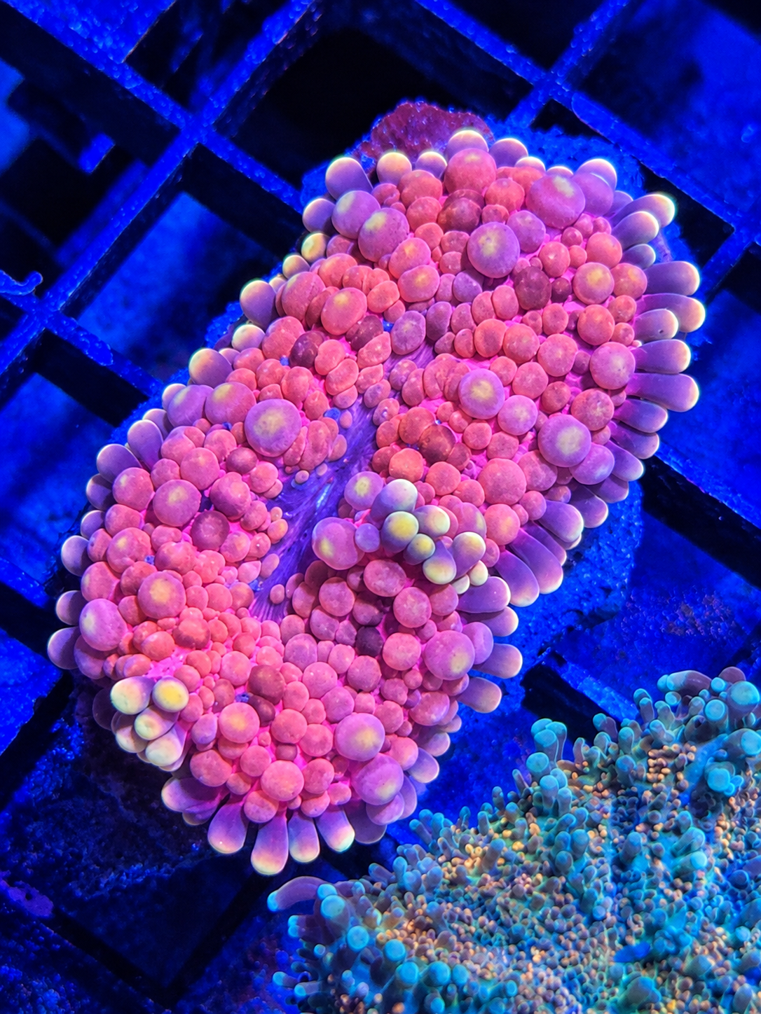 Sakura Sunrise - Ultra Rare Deep Water Yuma from Malaysia