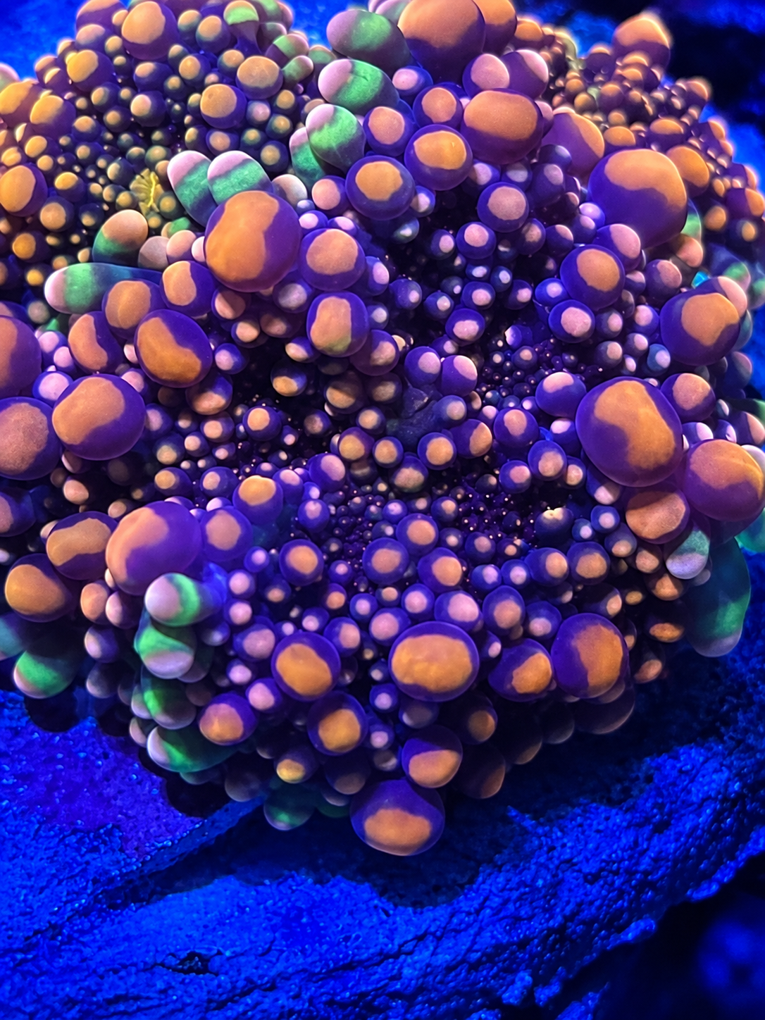 Toxic Romance Yuma- Deep Water Ultra Rare Bounce Mushroom