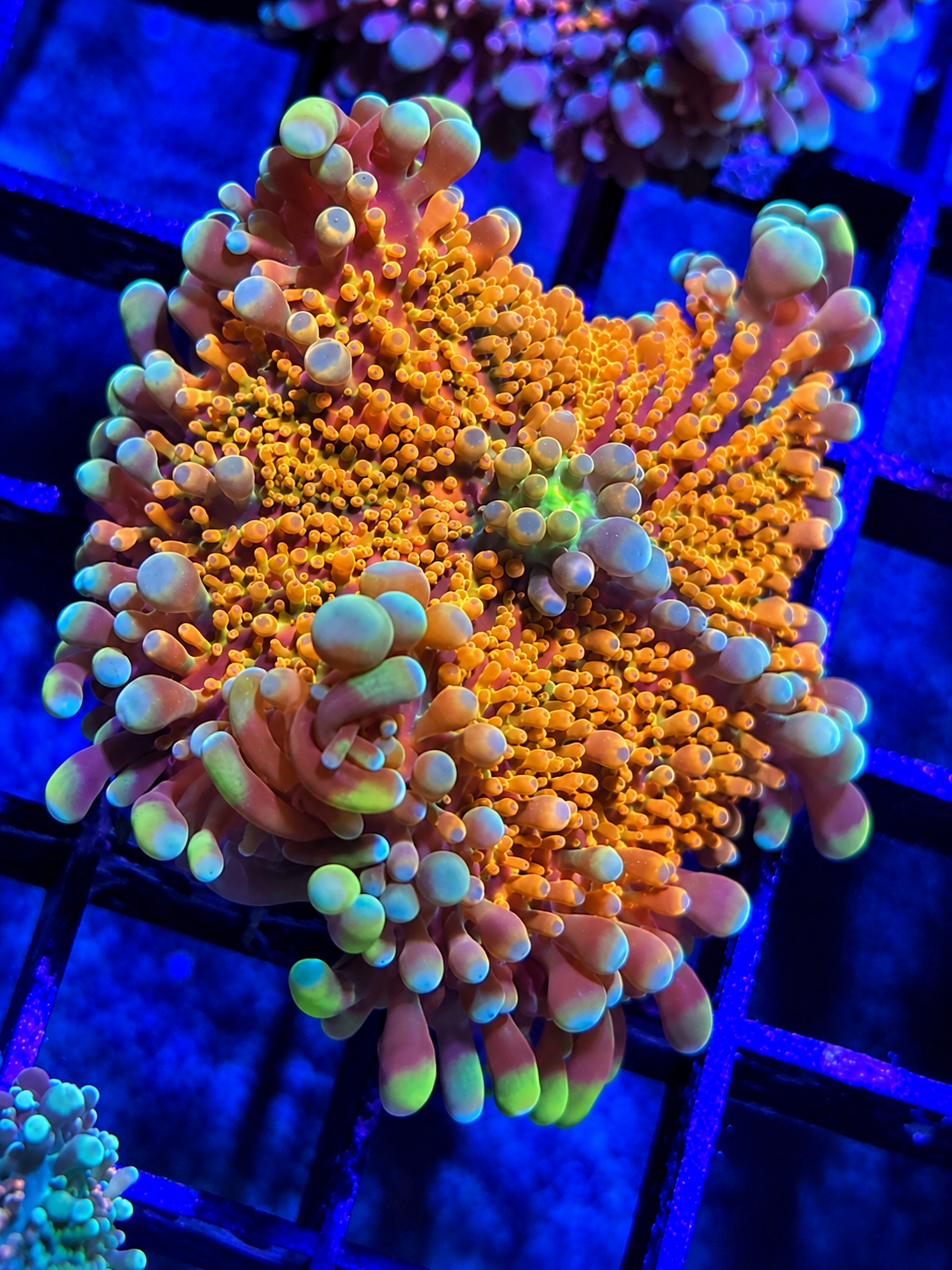 Tangerine Dream Yuma- Deep Water Ultra Rare Bounce Mushroom (Copy)