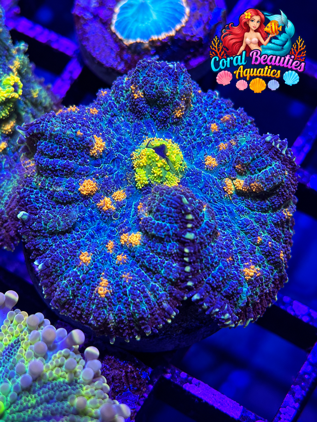 CBA Medusa Mushroom Coral