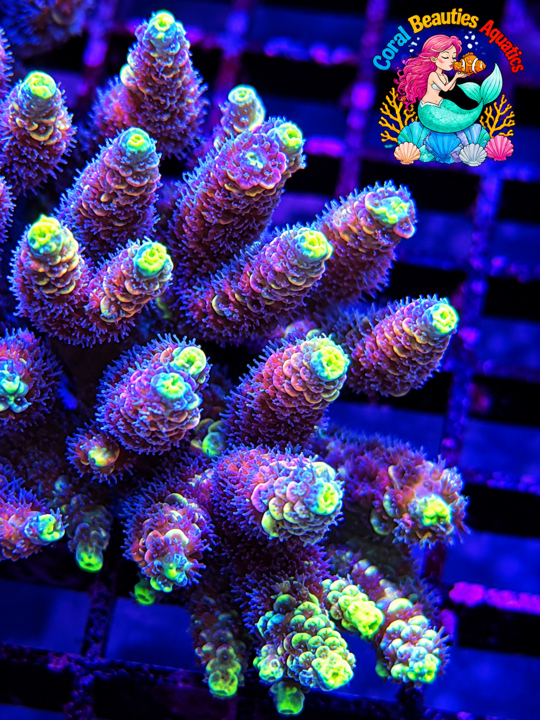 God of Enmity Grafted Acropora - Insane!