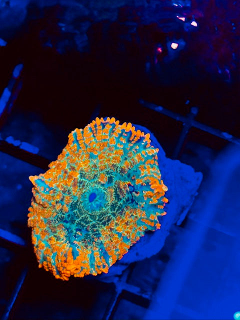 Orange Bomb Mushroom