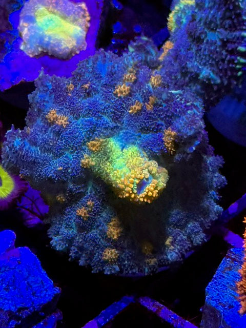 CBA Medusa Mushroom Coral