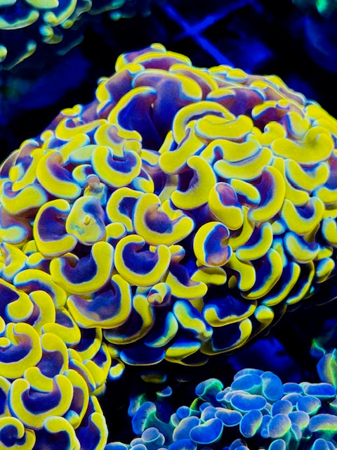 Malaysian Big Momma Branching Hammer