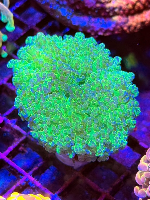 Malaysian Thin Noodle Frogspawn Coral