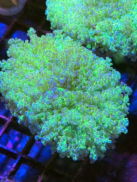 Malaysian Thin Noodle Frogspawn Coral