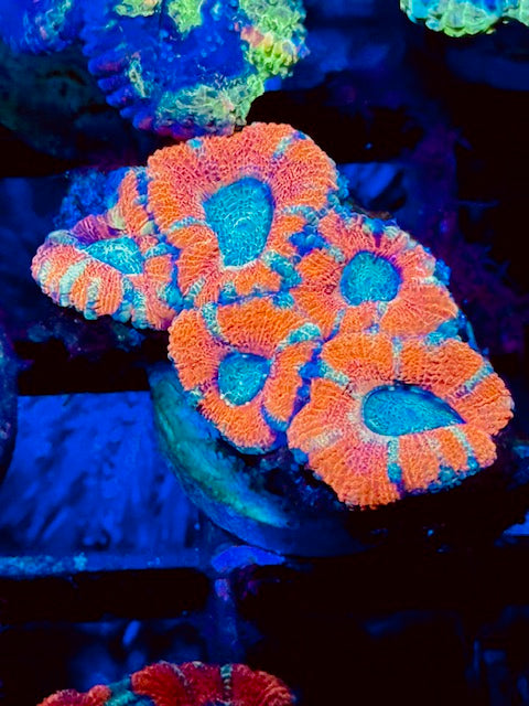 Watermelon Indo Acan Plug