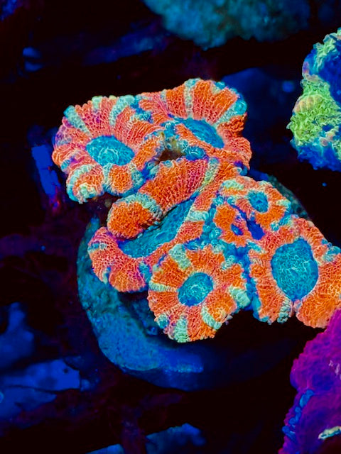 Watermelon Indo Acan Plug