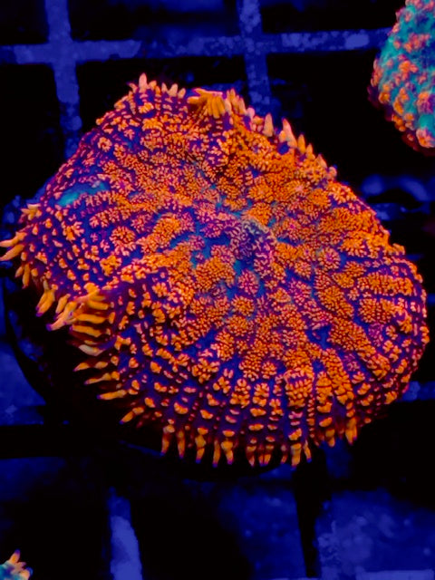 Molten Lava Mushroom Coral