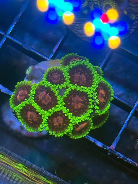 Scarlet Fever Zoa