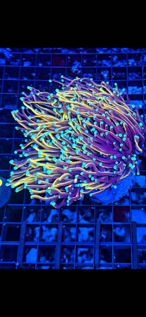 Malaysian Hellfire Torch Coral
