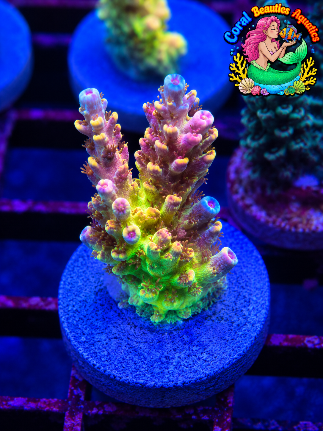 Coral Beauties Aquatics Lavender Flame SPS WYSIWYG
