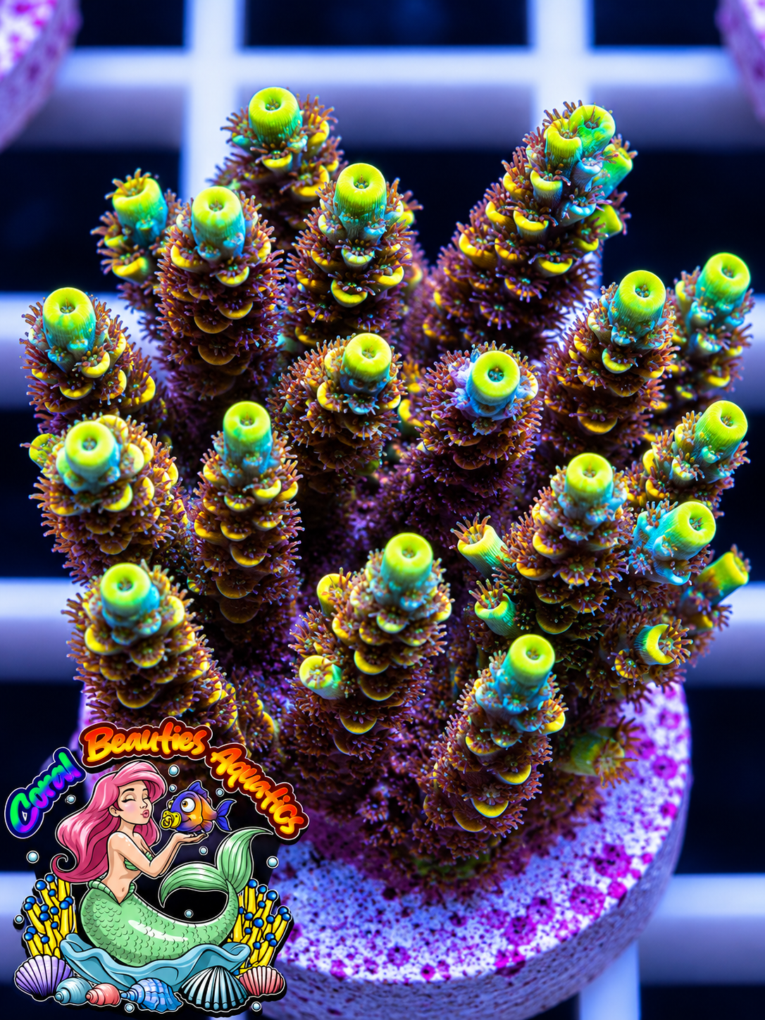 Coral Beauties Aquatics Glory of Horus SPS WYSIWYG Colony