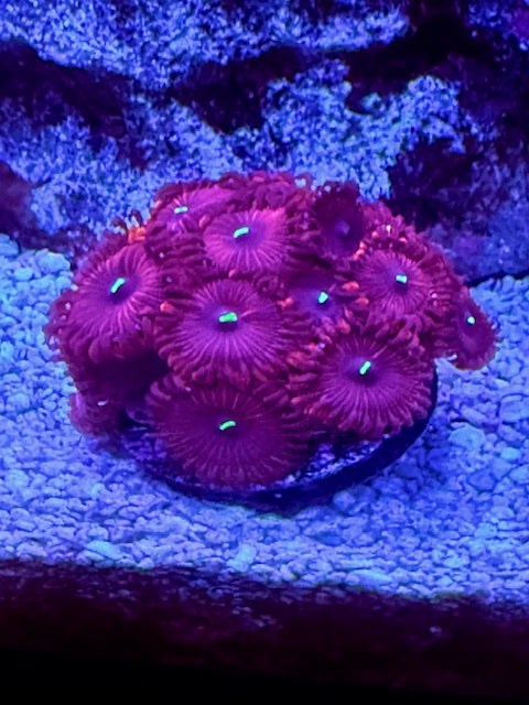 Red People Eater Zoas