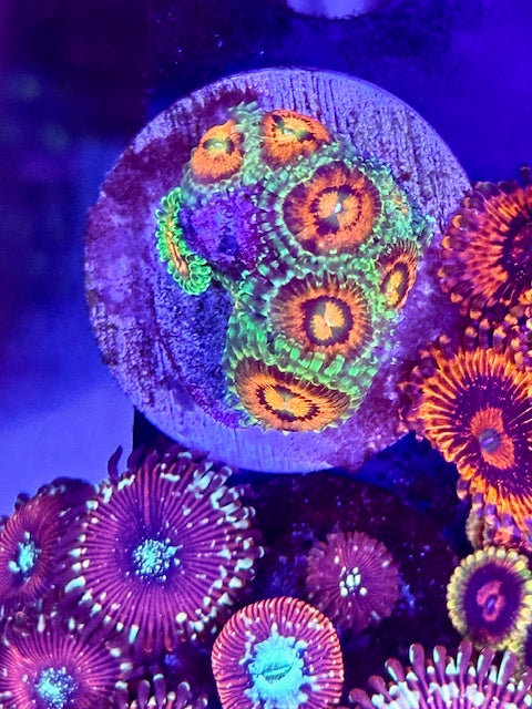Rainbow Incinerator Zoas