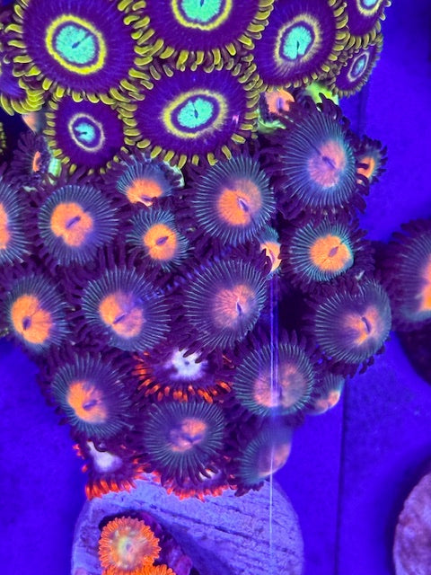 Red Haired Gorilla Nipple Zoas