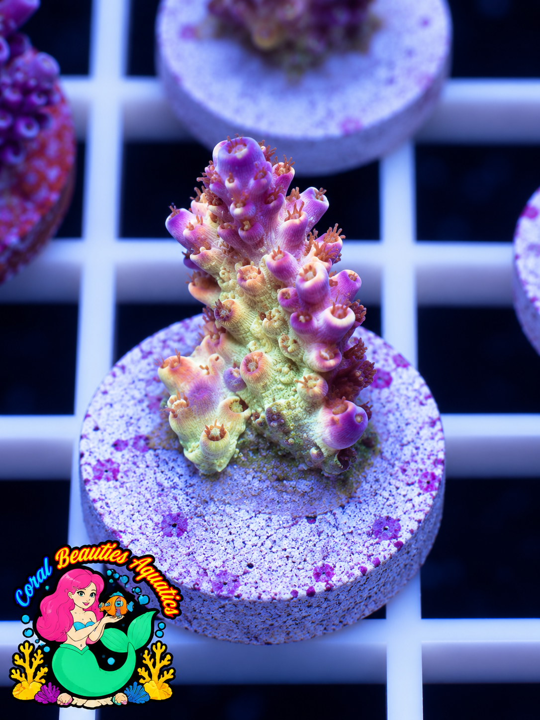 Coral Beauties Aquatics Ceylon Sunset Crown SPS WYSIWYG