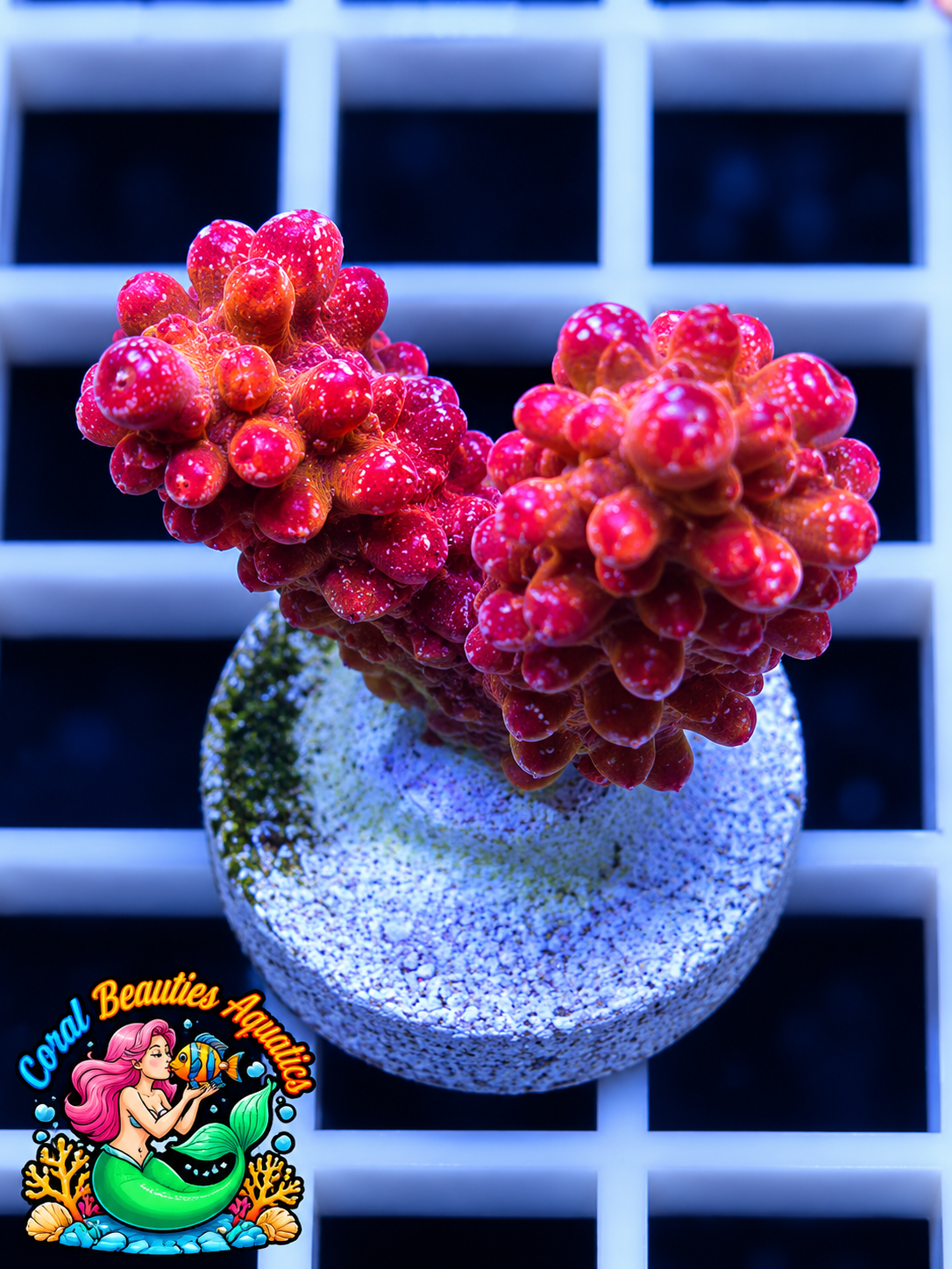 Coral Beauties Aquatics Ruby Stardust SPS WYSIWYG
