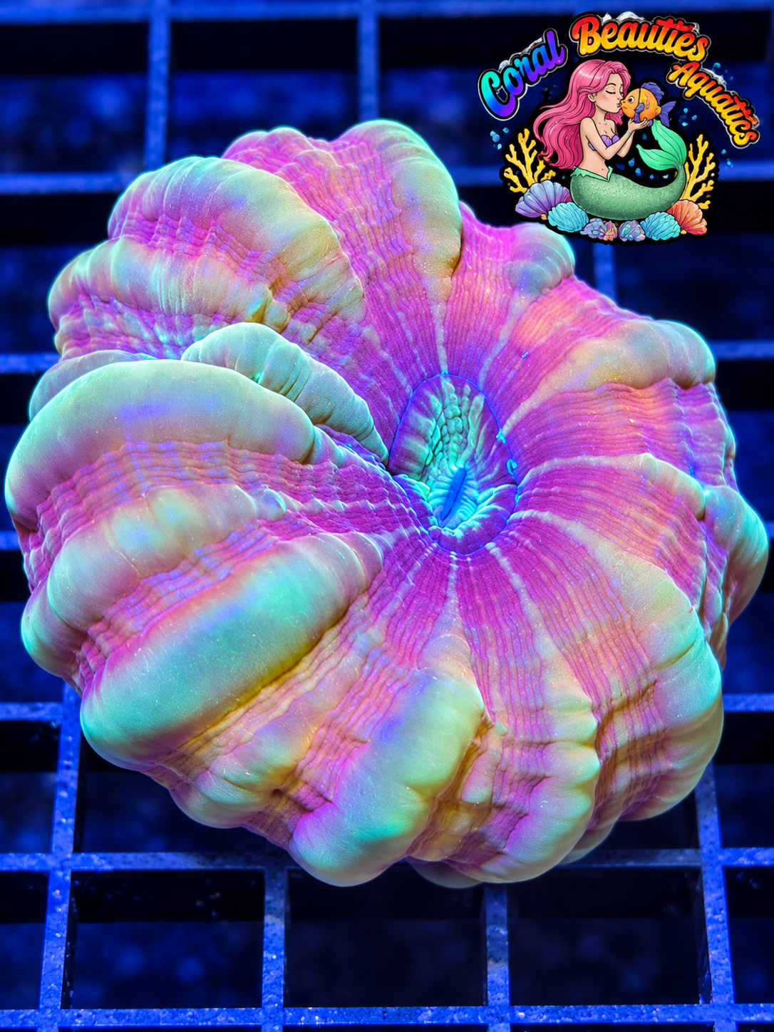 Hallow Rainbow Cyanrina