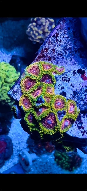 Grandmaster Krakatoa Zoanthid
