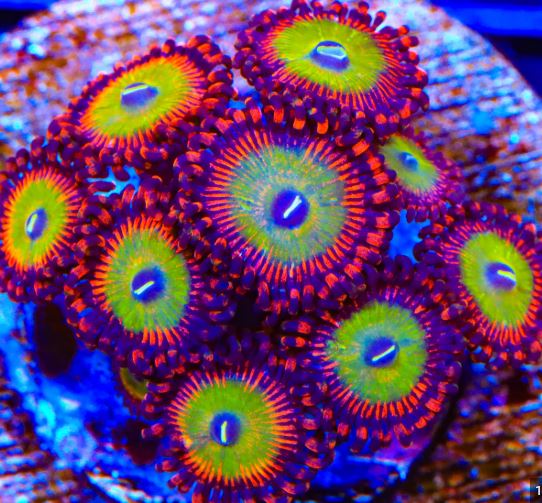 Zoanthids & Palys
