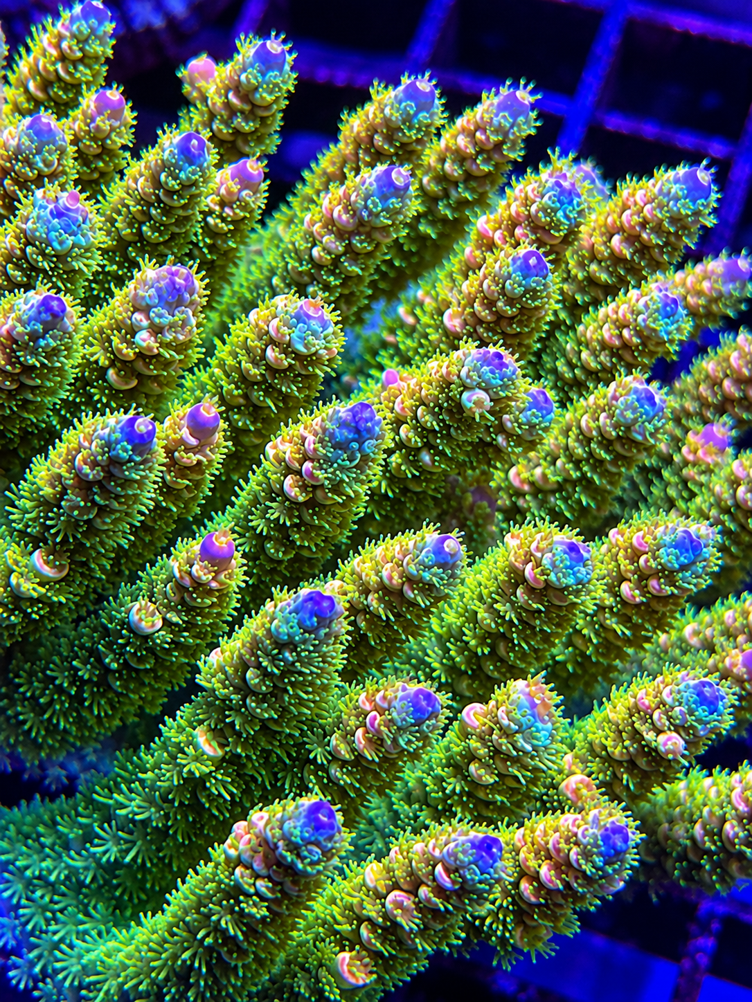 SPS Corals