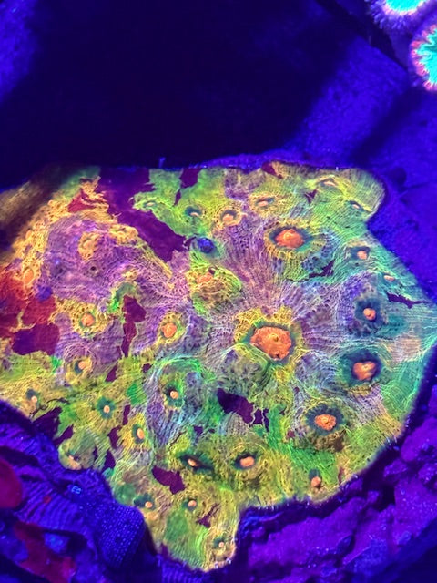 Chalices & Montipora