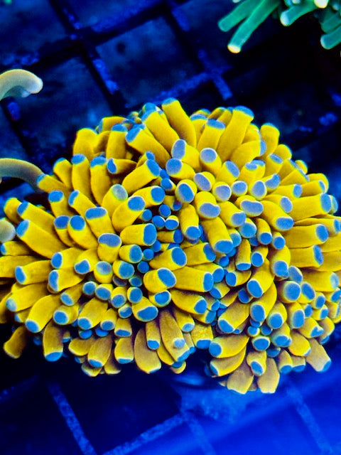 Torch Coral
