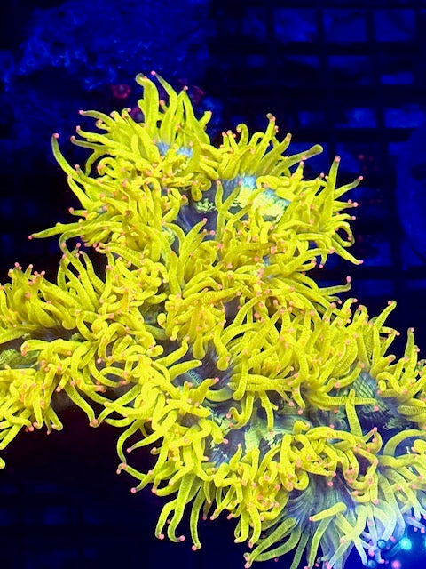 LPS/Euphyllia