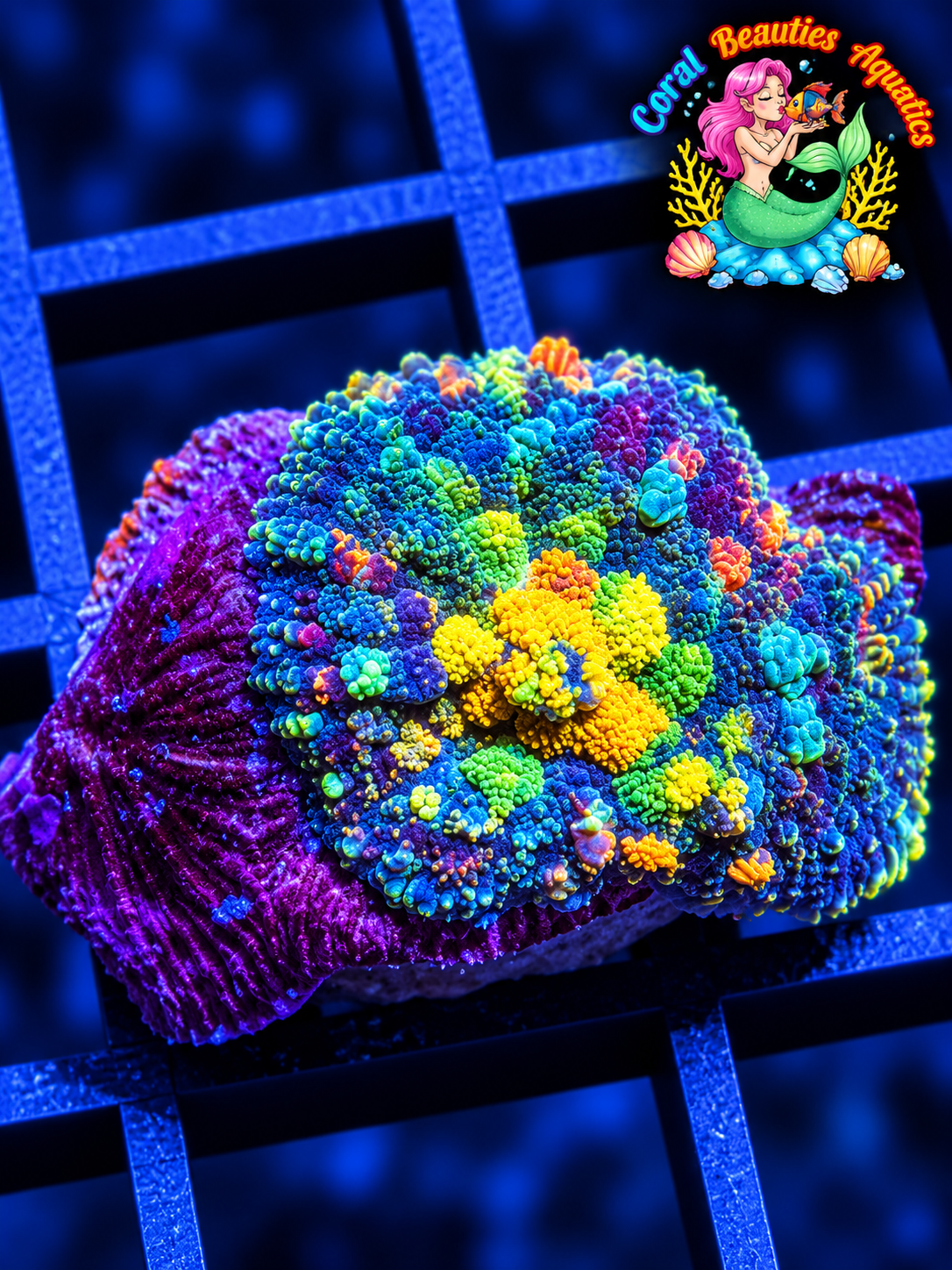 CBA California Gold Mushroom Coral