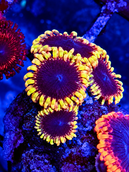 TSA Warp Drive Zoa