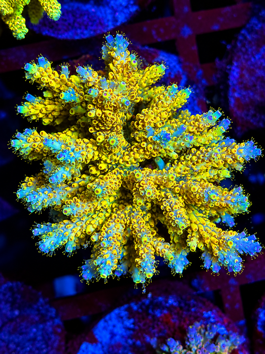 Pink Floyd SPS Coral