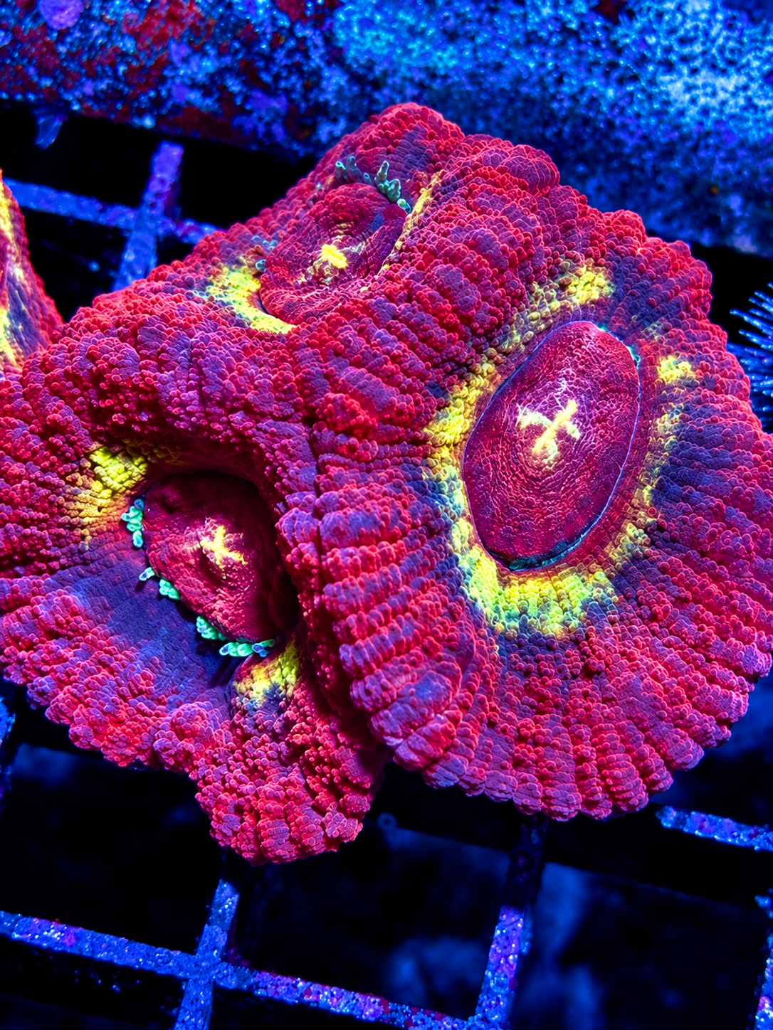 Purple Haze Asian Acan