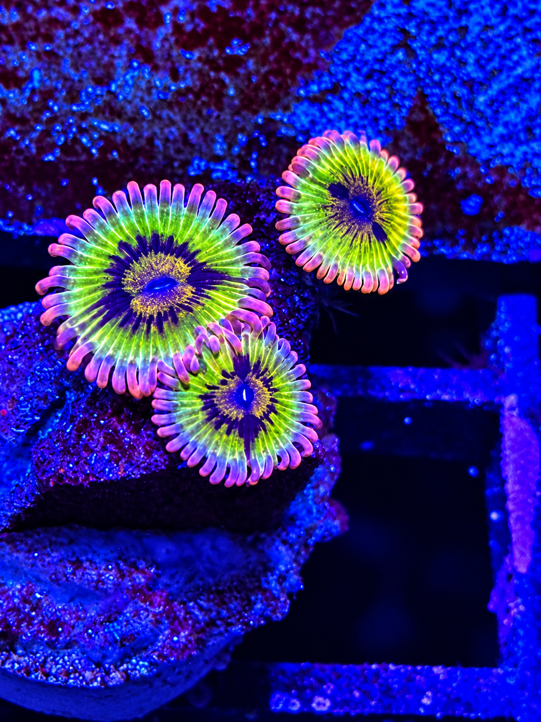 Banana Chiquita Zoa