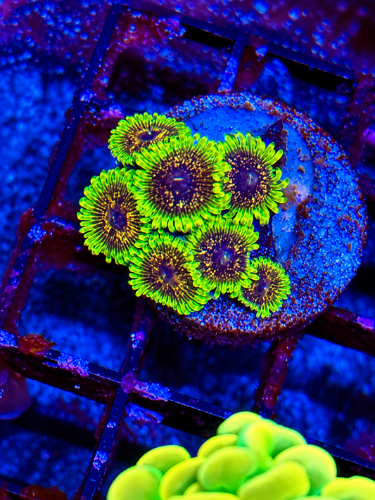Golden Leopards Zoa