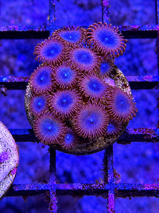 Superman Zoa Plug