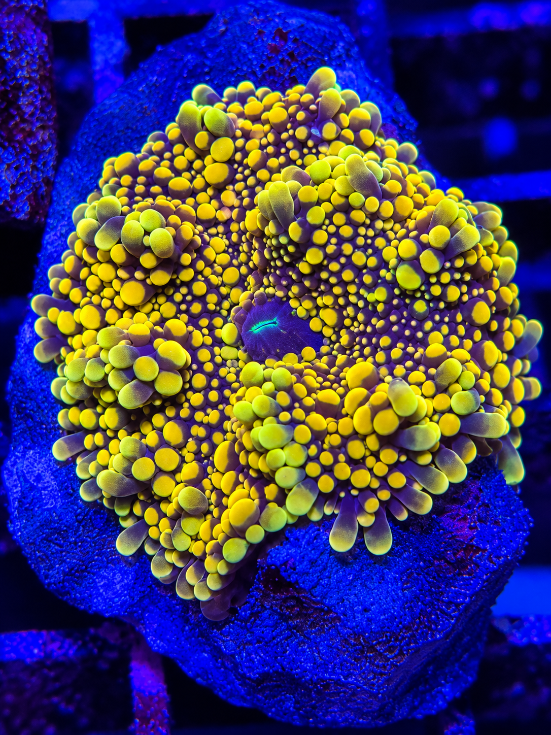 Doughgirl Mushroom Coral
