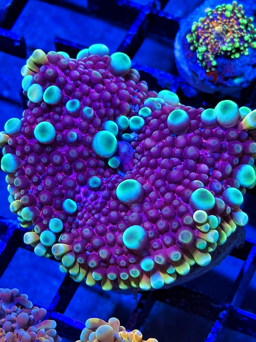 Purple Valor Yuma- Deep Water Ultra rare Bounce Mushroom