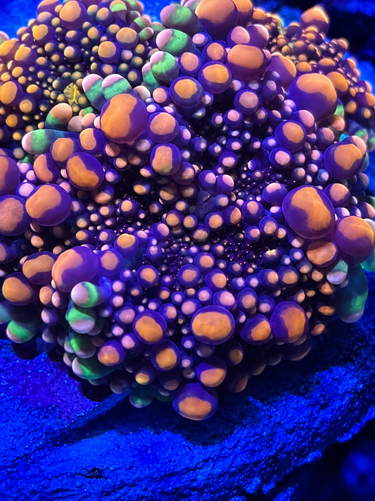 Toxic Romance Yuma- Deep Water Ultra Rare Bounce Mushroom