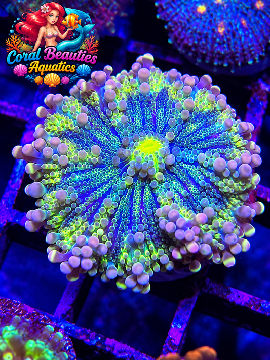 Harlequin Rainbow Yuma Mushroom Coral