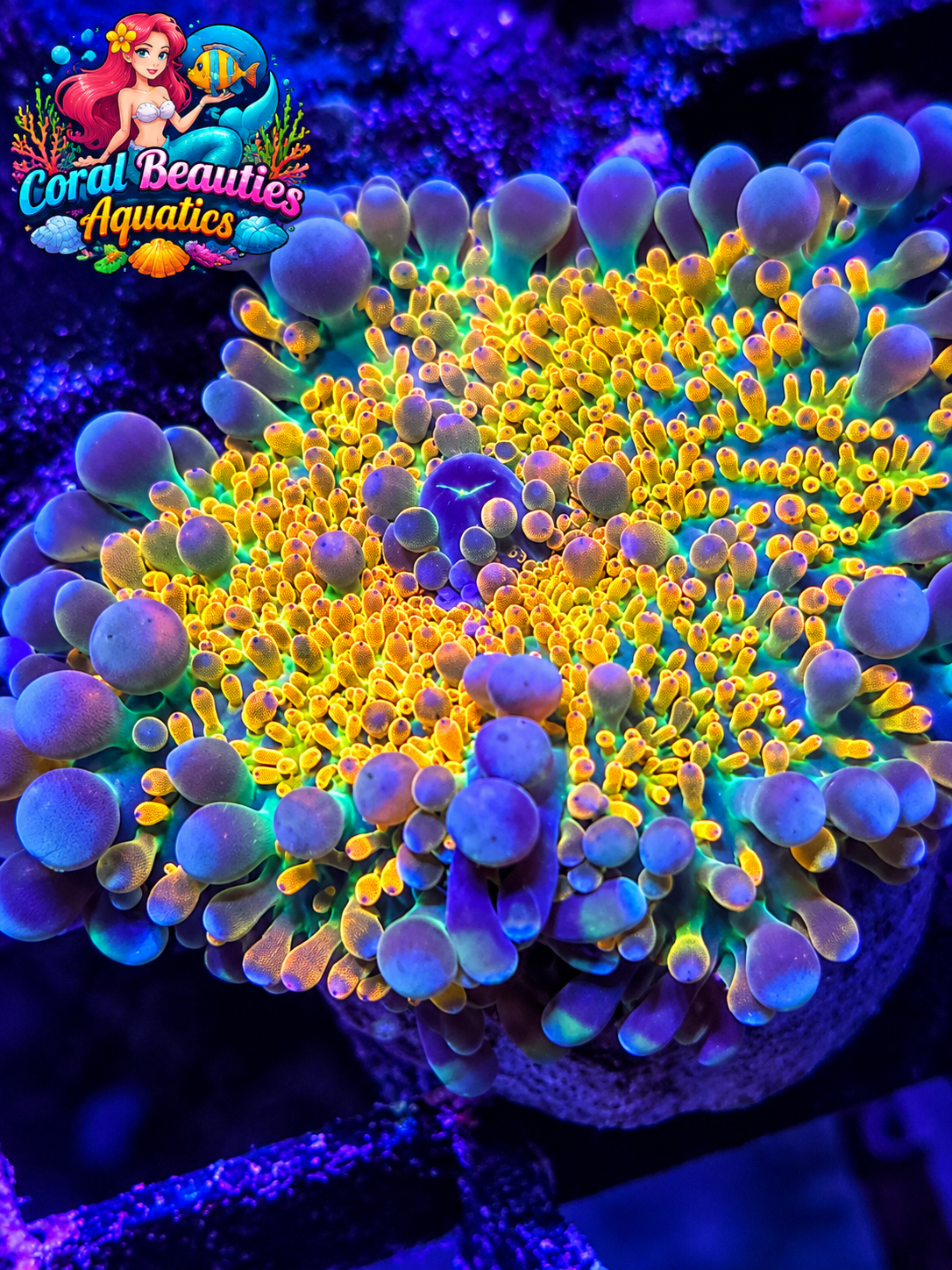 Garfield Yuma Mushroom