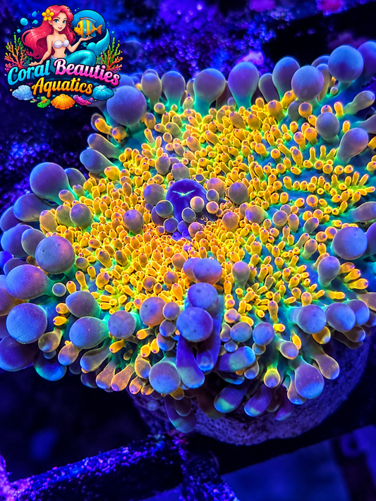 Garfield Yuma Mushroom