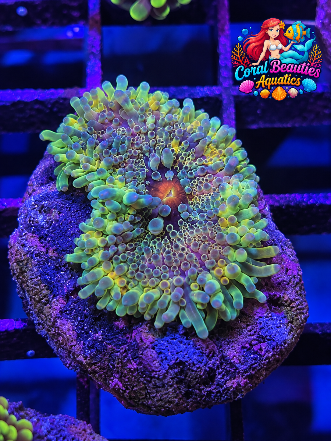 Insomnia Yuma Mushroom
