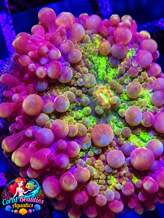 Machu Pichu Yuma Mushroom Coral