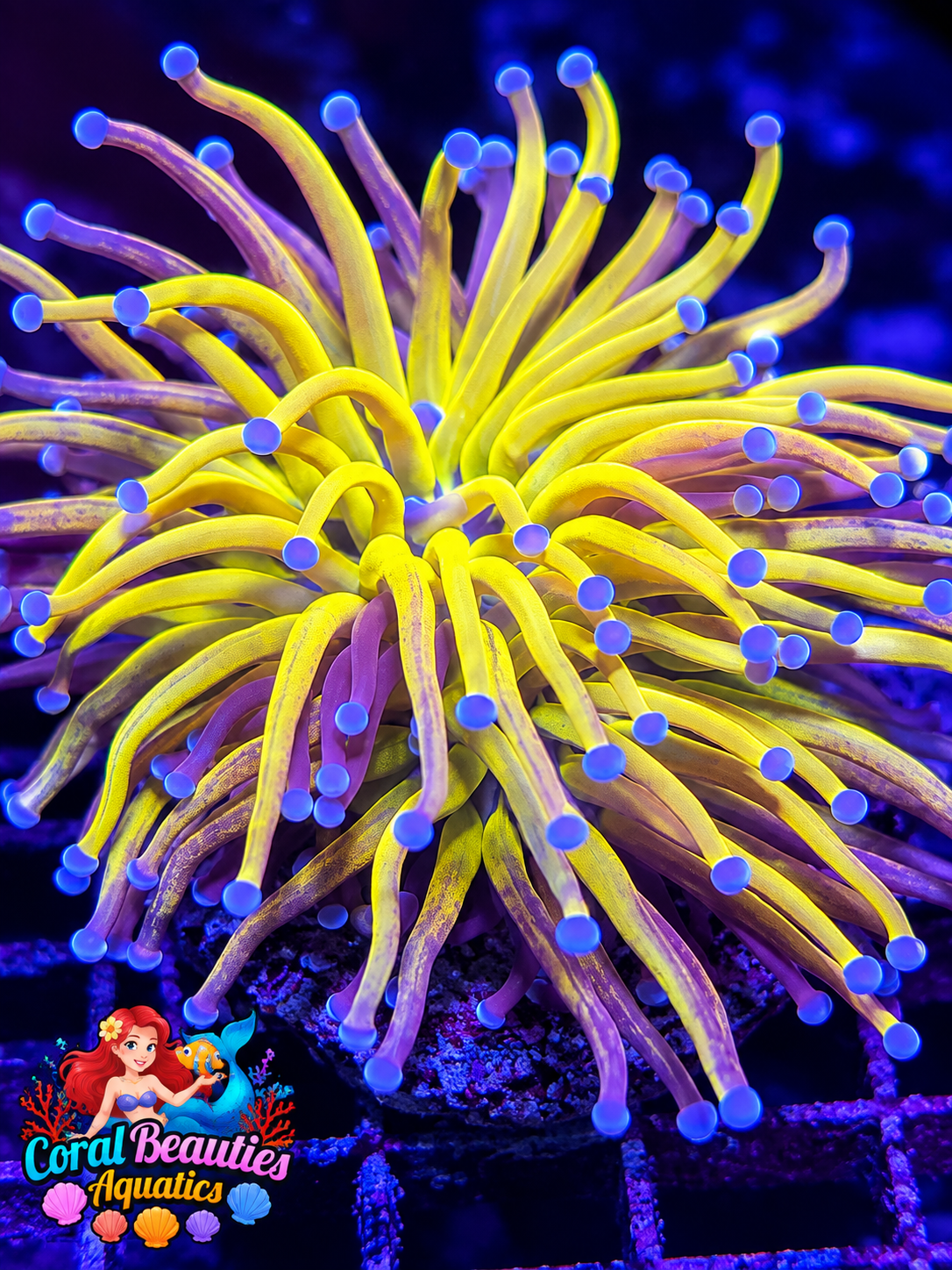 OG Tiger Torch Coral