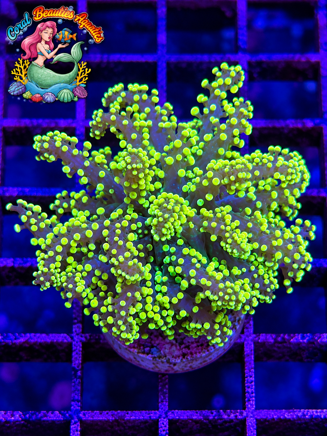 Yellow Octospawn