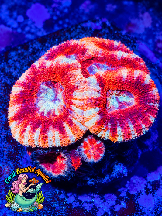 Asian Acan Goddess Artemis