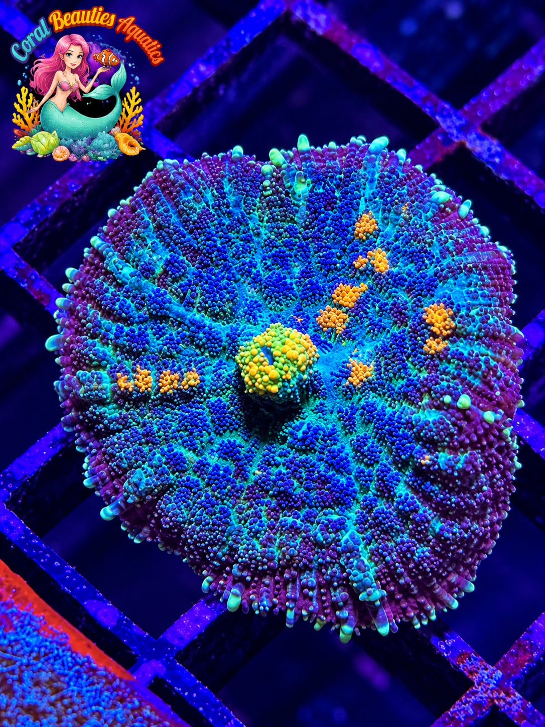 CBA Medusa Mushroom Coral